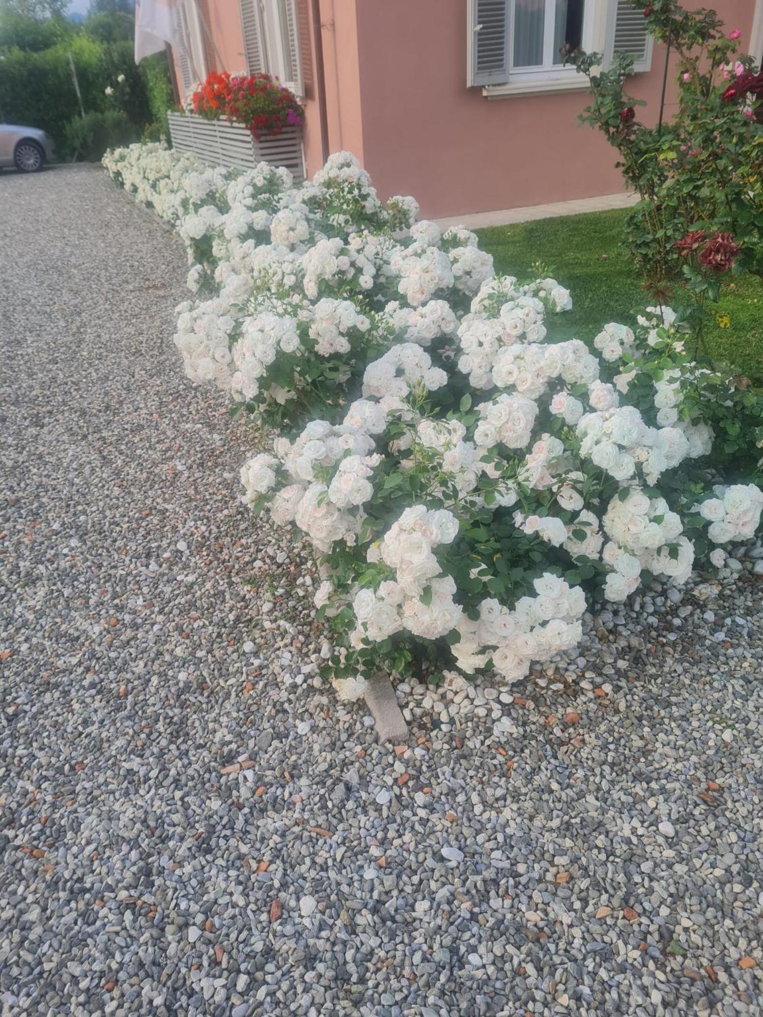 Il Buen Retiro Hotell Lucca Eksteriør bilde